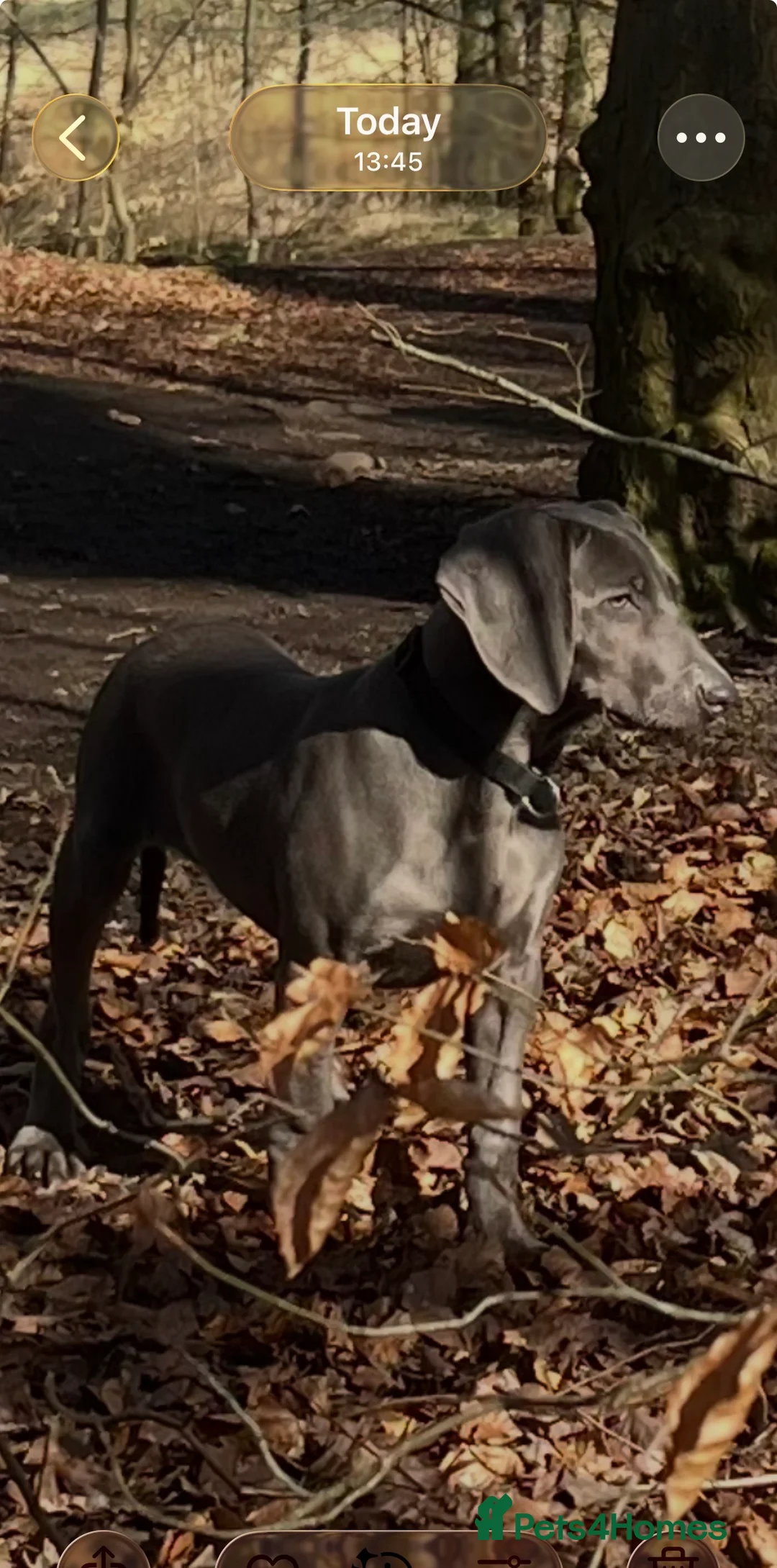 Weimaraner dogs for sale: Weimaraner puppy bitch  - Advert 1