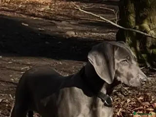 Weimaraner dogs Weimaraner puppy bitch - Advert 9