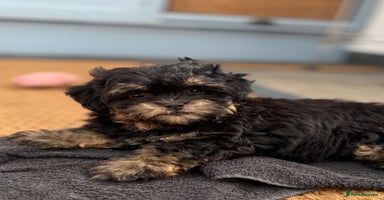 Shihpoo dogs - Advert 2