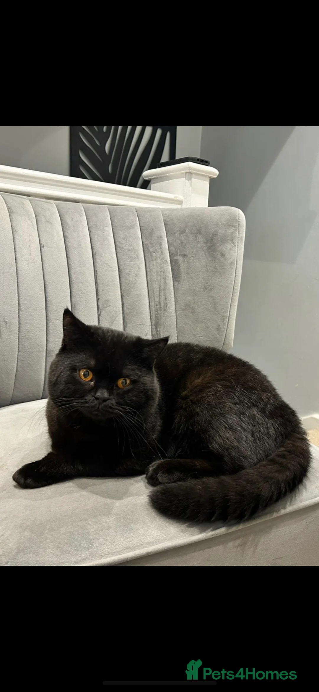 British Shorthair cats for stud: Black BSH British TICA & GCCF REG TOP QUALITY STUD in Rochdale - Advert 6