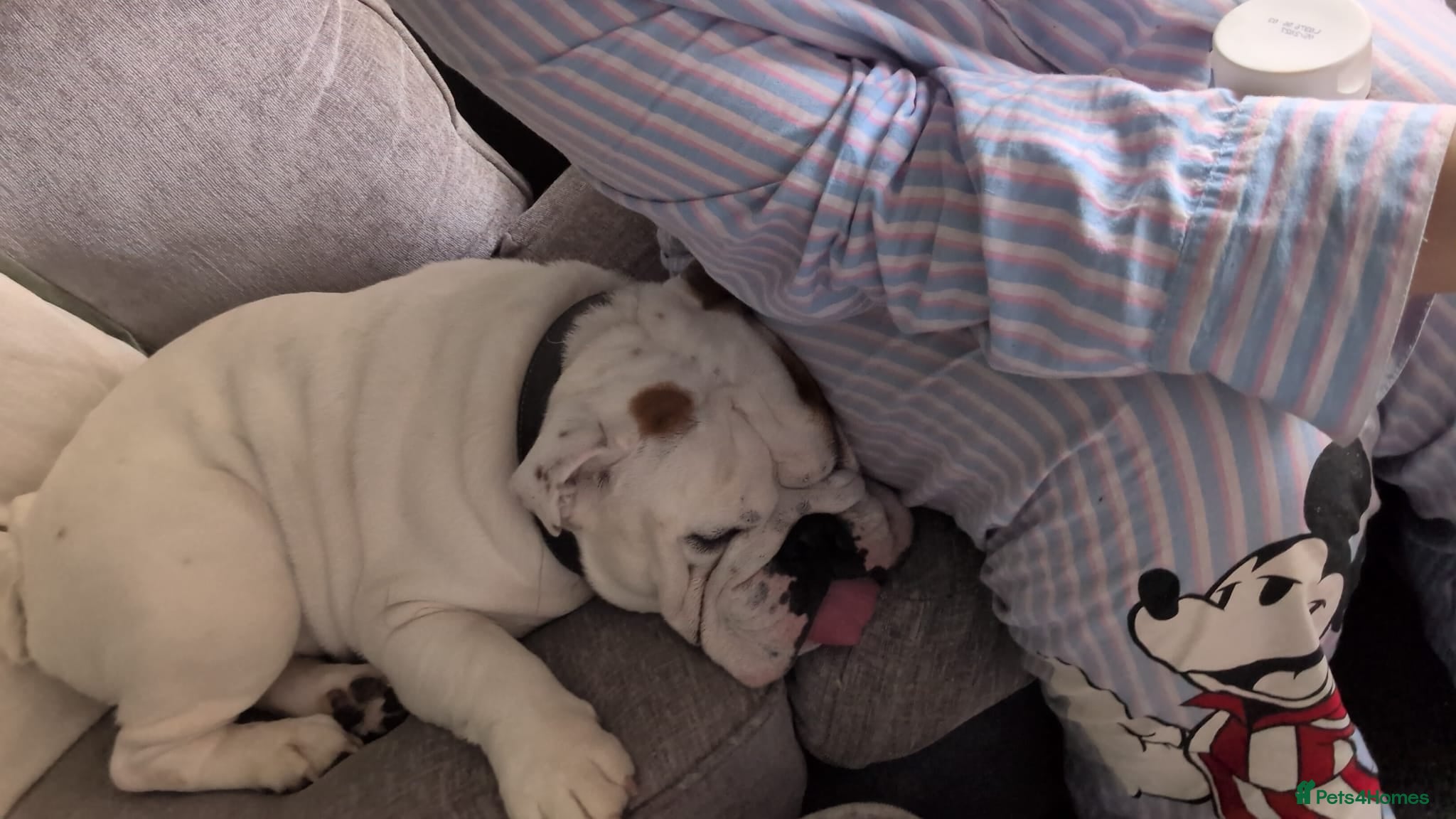 English Bulldog dogs for adoption: Eddie male bulldog - Advert 1