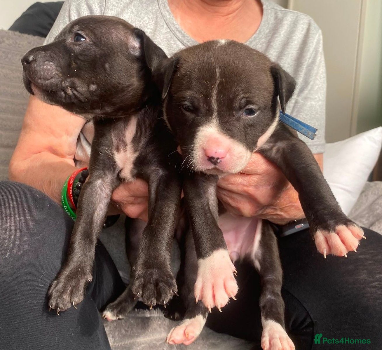 Mixed Breed dogs Staffie Mix litter of 10 - Advert 14