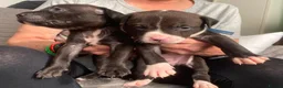 Mixed Breed dogs for sale: Staffie Mix litter of 10 - Advert 3