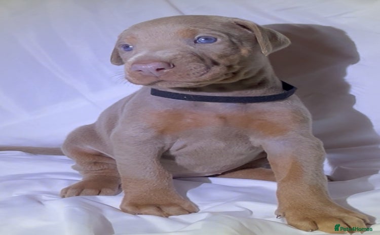 Dobermann dogs - Advert 3