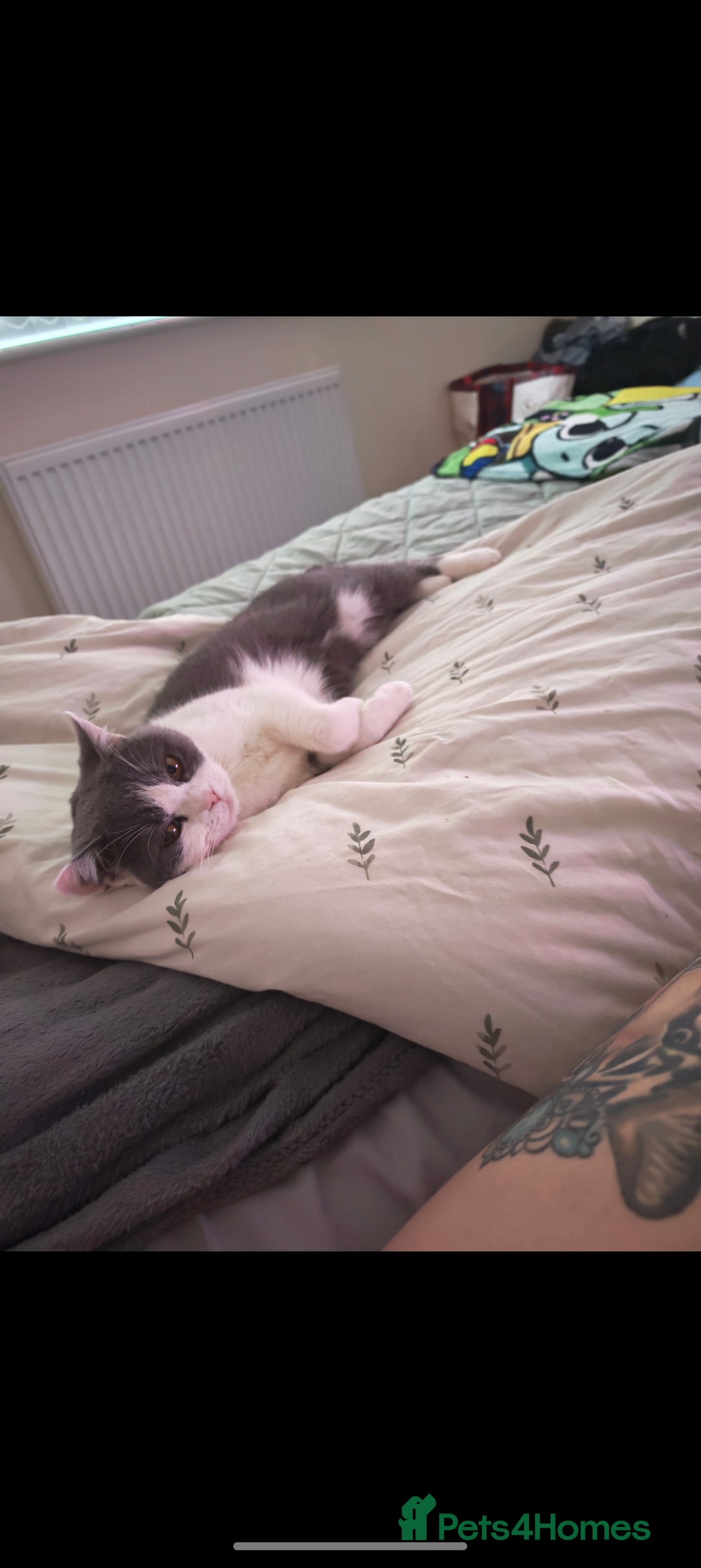 British Shorthair cats for sale: British shorthair  - Advert 5