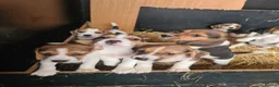 Beagle dogs for sale: 7 Beagle Puppies  in Wakefield - Advert 6