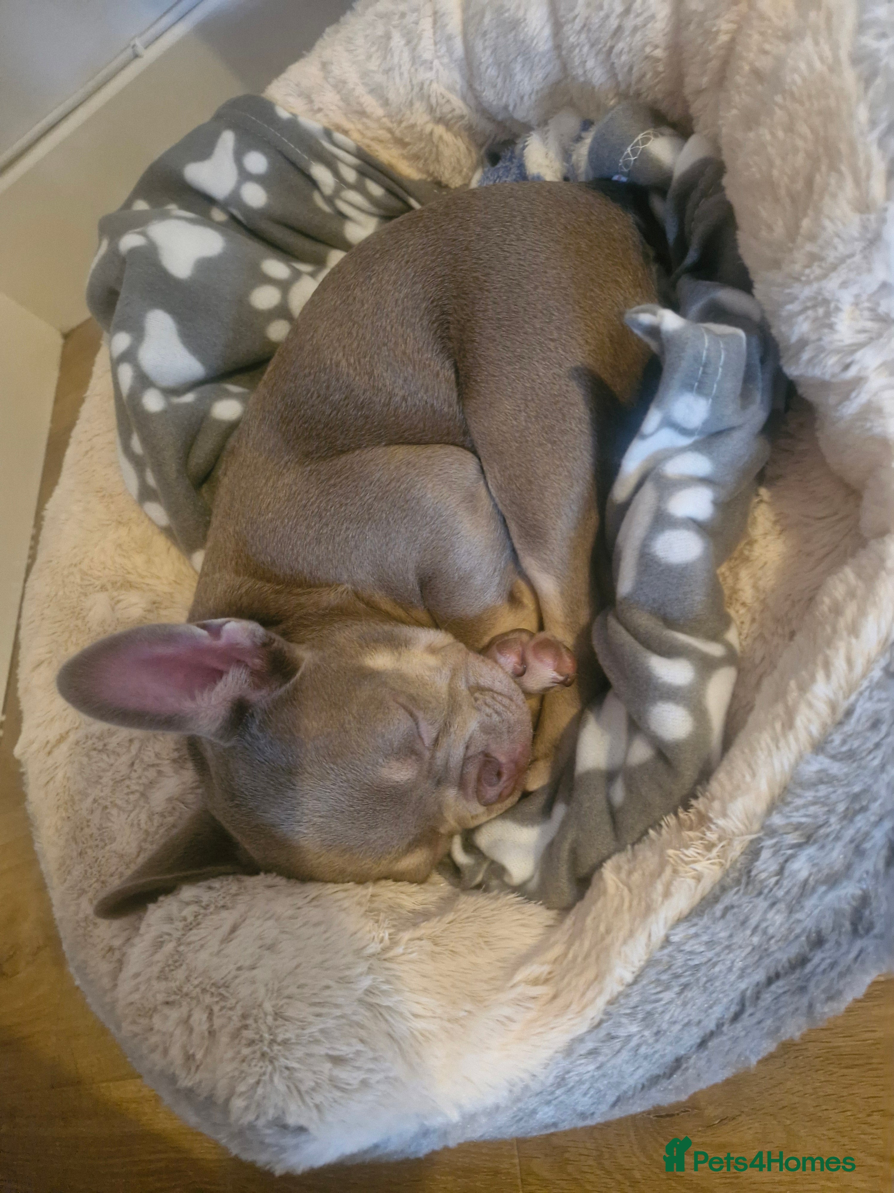 French Bulldog dogs for sale: French bulldog female in Ashford - Advert 6