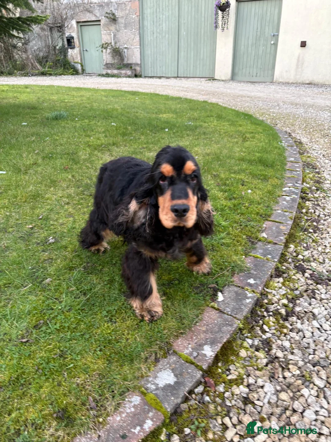 Cocker Spaniel dogs for sale: Quality show cocker spaniel boy - Advert 1