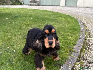 Cocker Spaniel dogs Quality show cocker spaniel boy - Advert 3