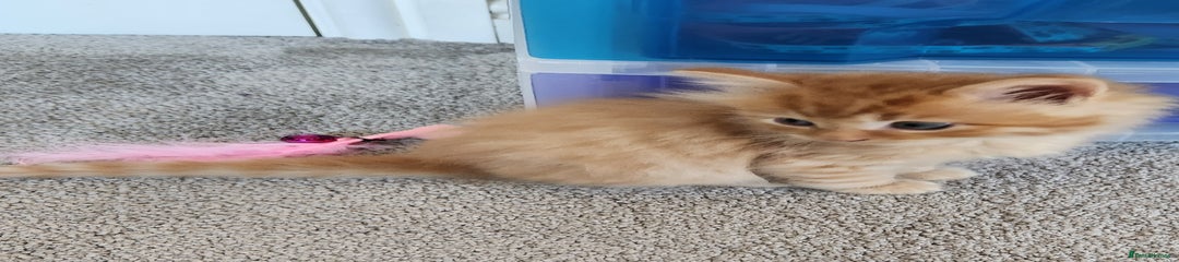 Ragdoll Kitten 3