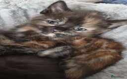 Mixed Breed cats for sale: Beautiful kittens - Image 3