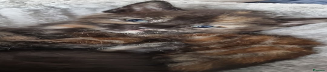 Mixed Breed Kitten 3