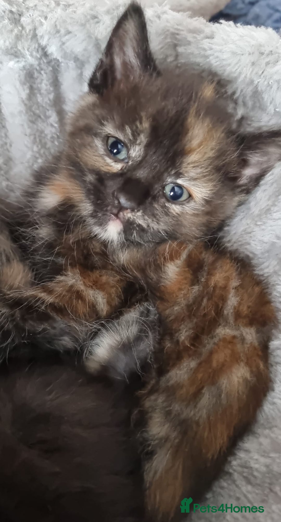 Mixed Breed cats for sale: Beautiful kittens - Image 3