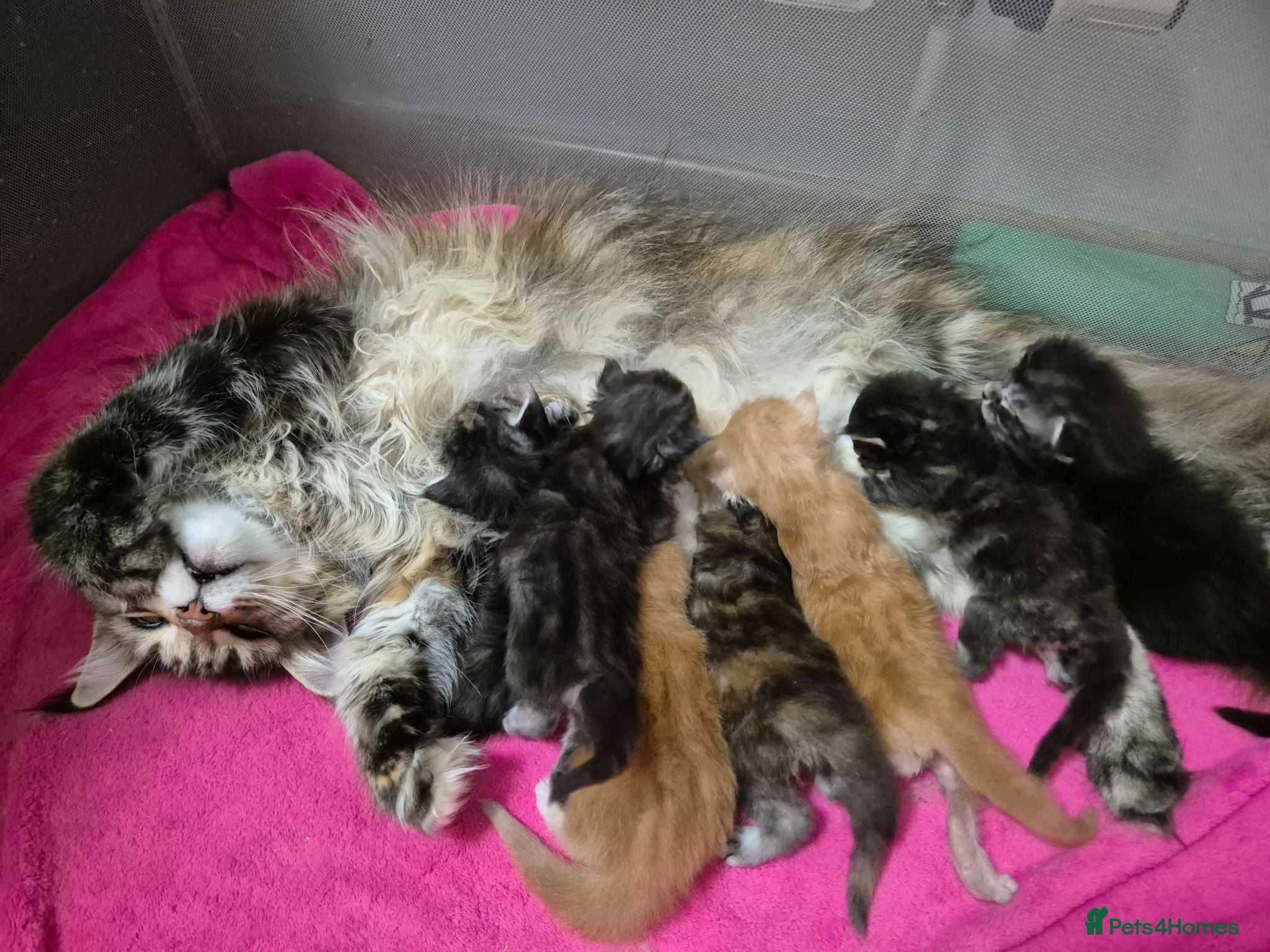Maine Coon cats Gccf Pedigree Maine Coon Kittens - Advert 1