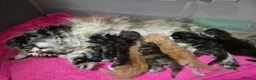 Maine Coon cats for sale: Gccf Pedigree Maine Coon Kittens - Advert 1