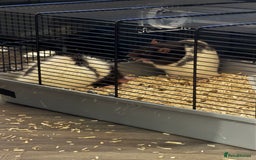 Rat rodents for sale: 2 Male Rats, must be kept seperate. - Image 2