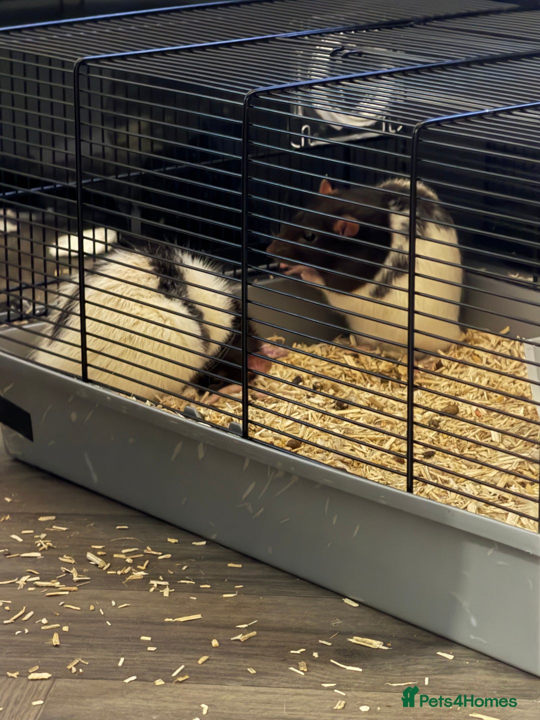 Rat rodents for sale: 2 Male Rats, must be kept seperate. - Image 2