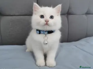 Ragdoll cats Beautiful Ragdoll kittens - Advert 17