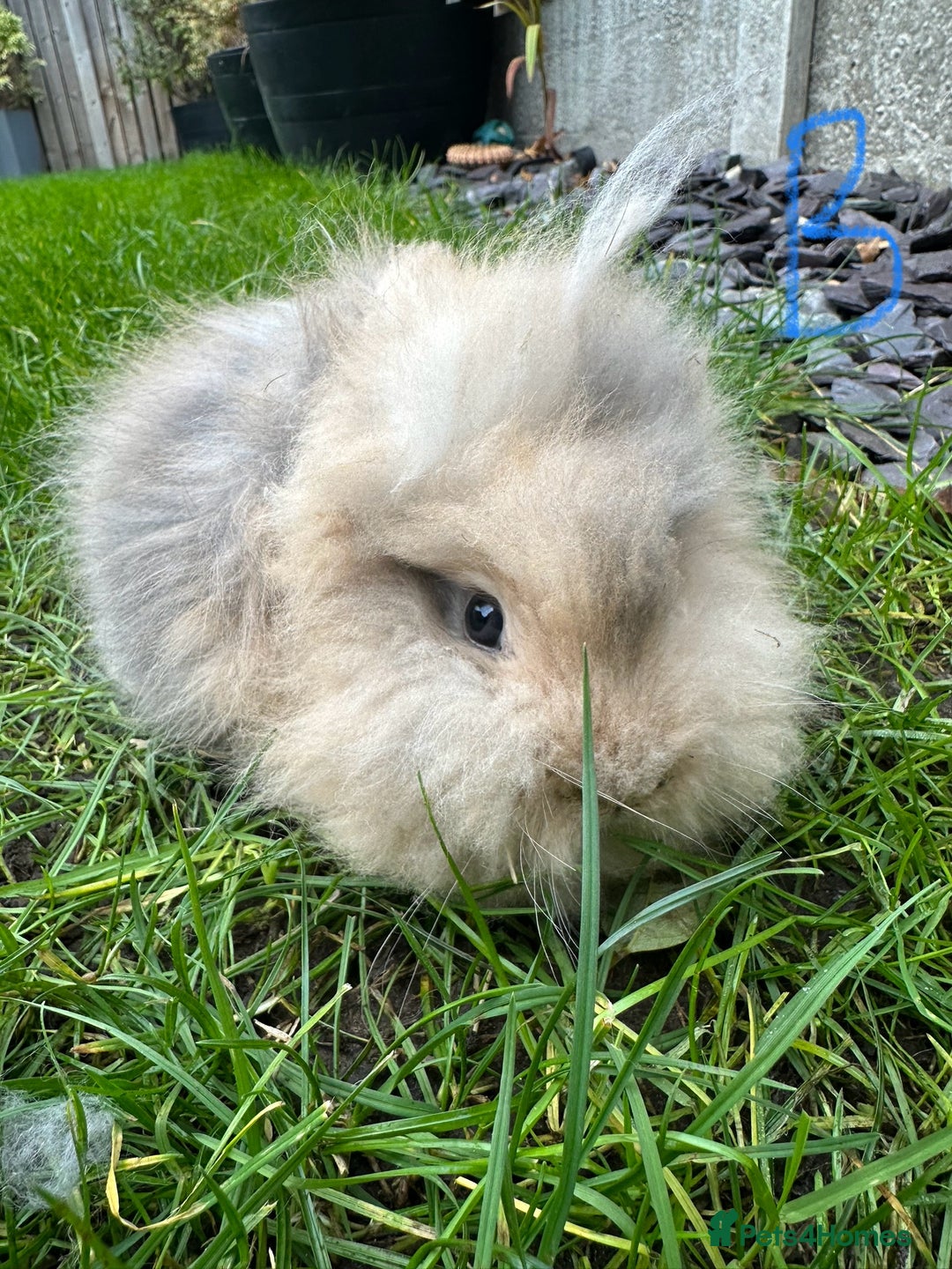 Lionhead rabbits for sale: Lionhead Rabbits For Sale  - Advert 12