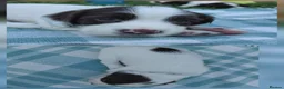 English Springer Spaniel dogs for sale: English springer spaniel pups - Advert 12