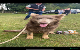 German Shepherd dogs for sale: *Top Quality, Big Chunky Pups* - Image 4
