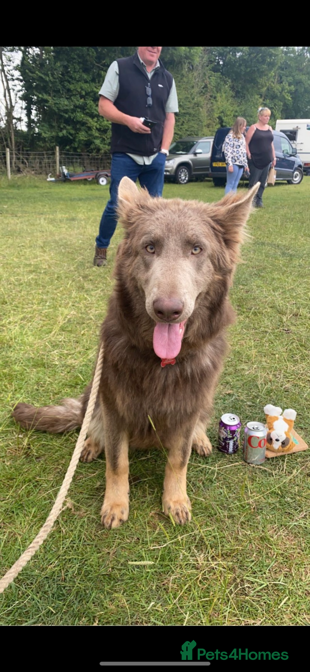 German Shepherd dogs for sale: *Top Quality, Big Chunky Pups* - Image 4