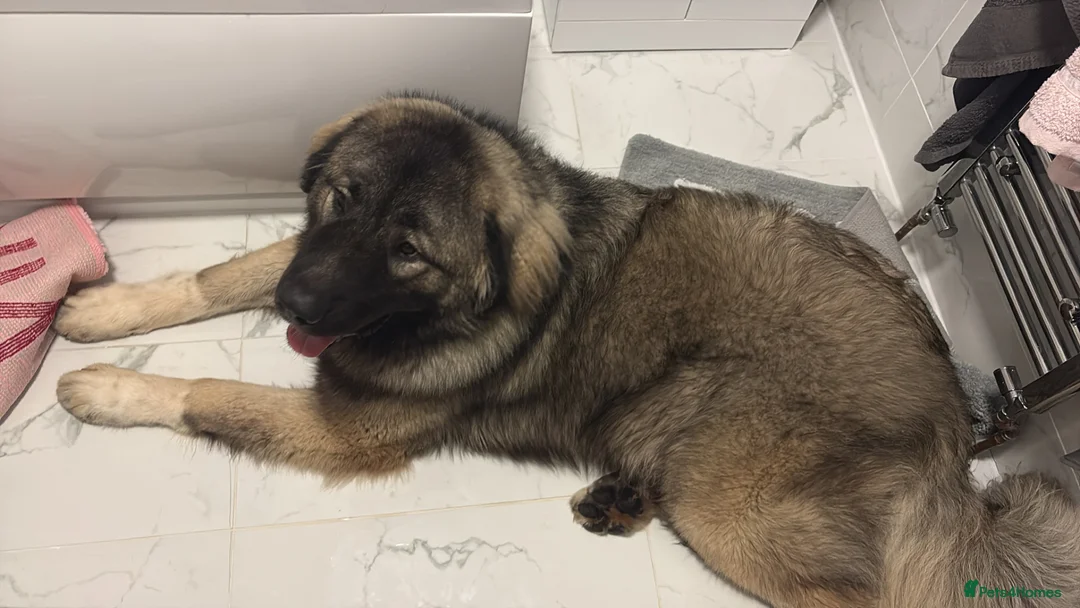 Caucasian Shepherd Dog dogs for stud: Caucasian shepherd stud  in Liverpool - Advert 2
