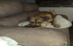 Mixed Breed dogs for sale: 9 month old rottweiler cross looking for new home  - Image 2