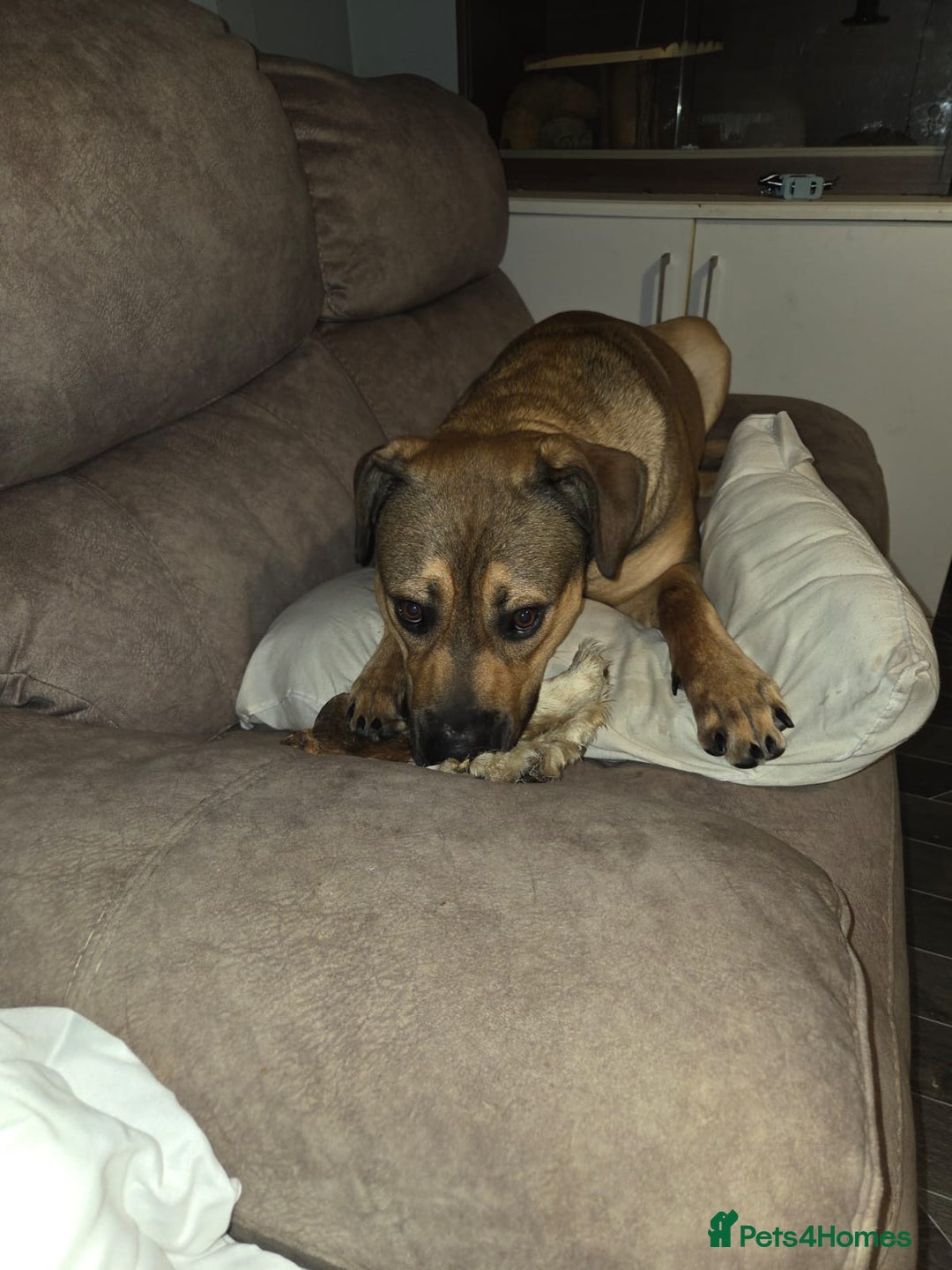 Mixed Breed dogs for sale: 9 month old rottweiler cross looking for new home  - Image 2