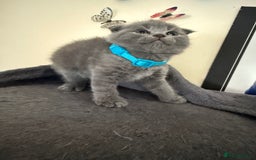 Scottish Fold cats for sale: Scottish fold - Image 11