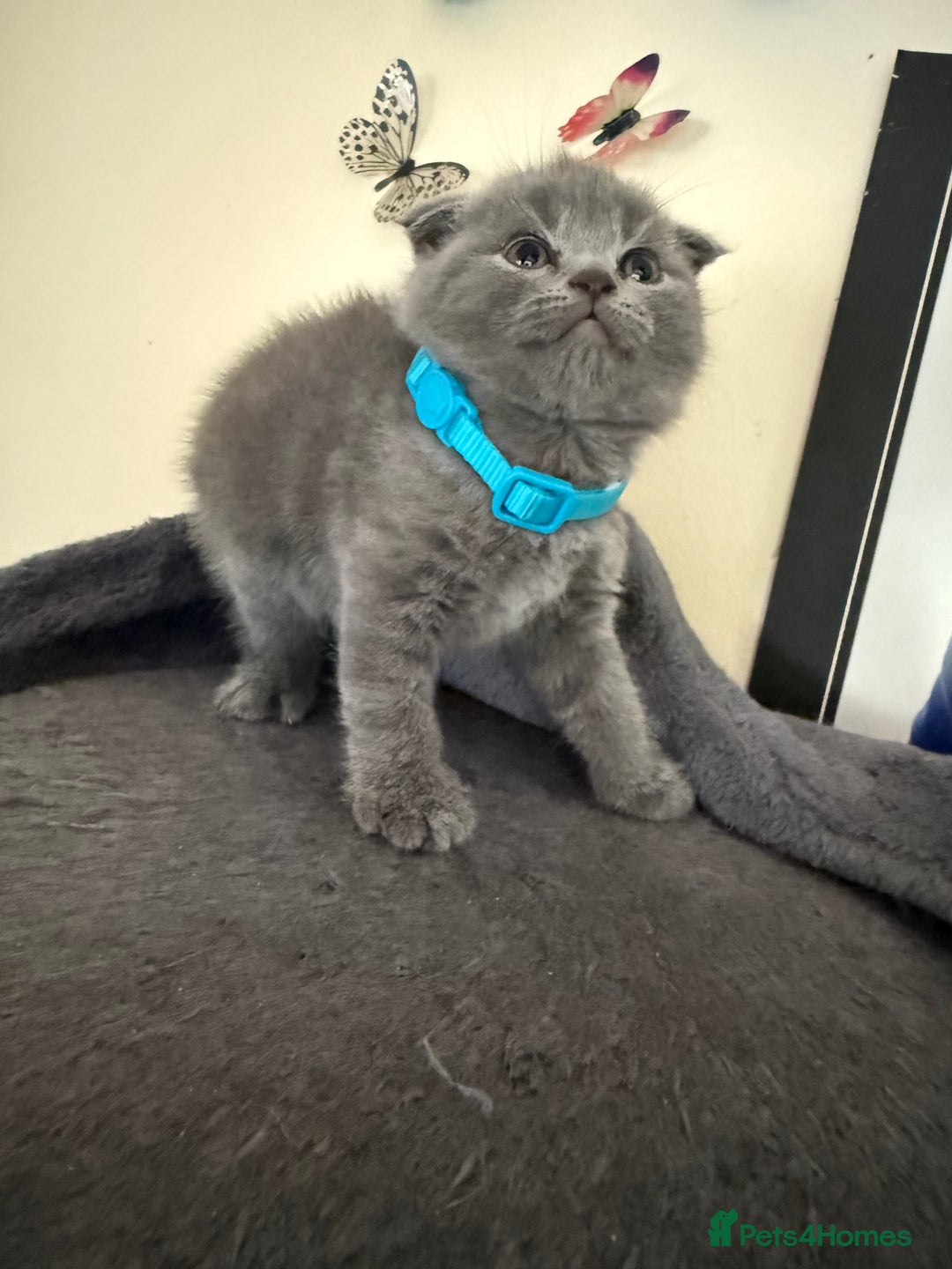Scottish Fold cats for sale: Scottish fold - Image 11