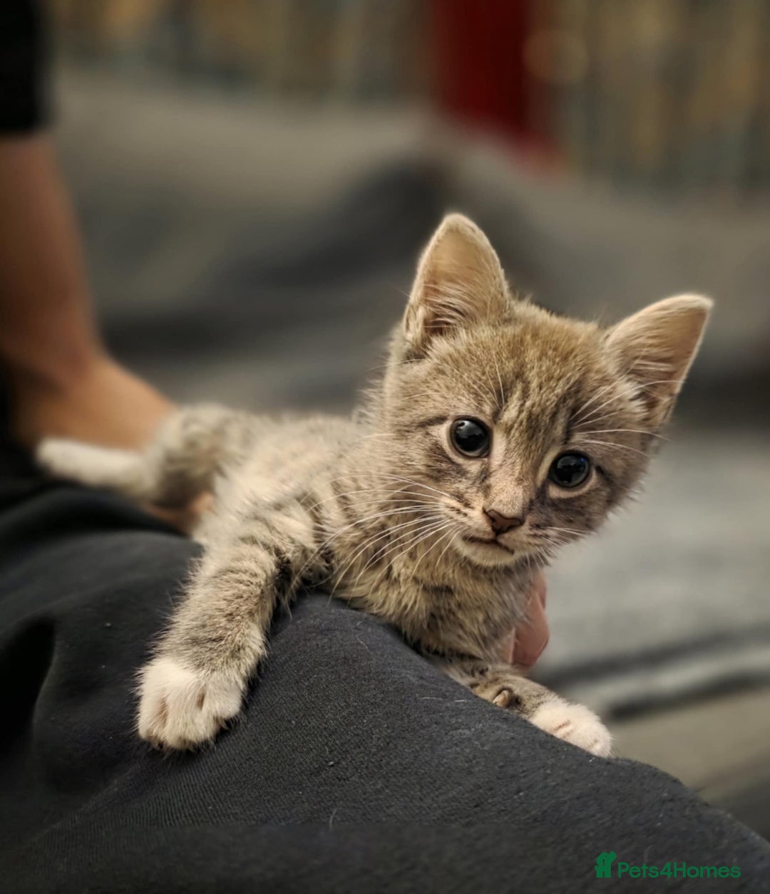 Mixed Breed cats for sale: Lonely little toad  - Advert 7