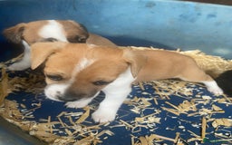 Jack Russell dogs for sale: Jack Russell puppies - Image 3