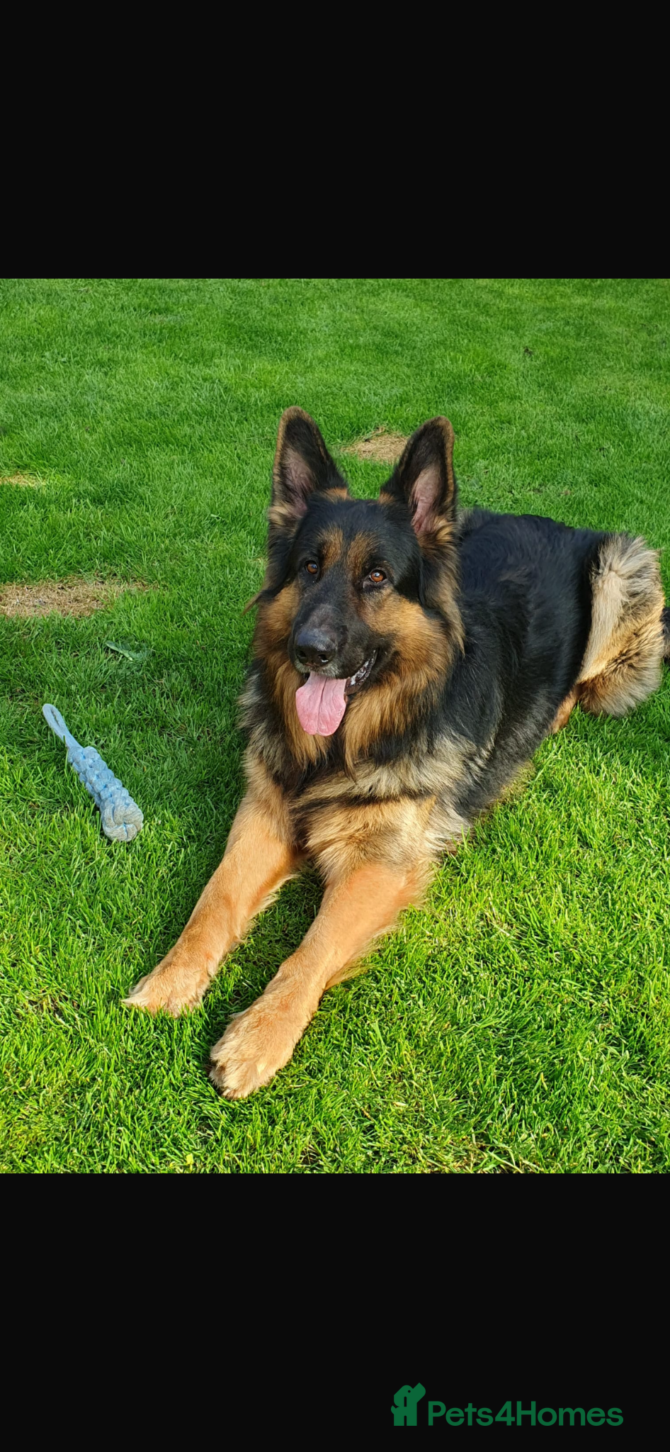 German Shepherd dogs Kc registered German shepherd puppies  - Advert 2