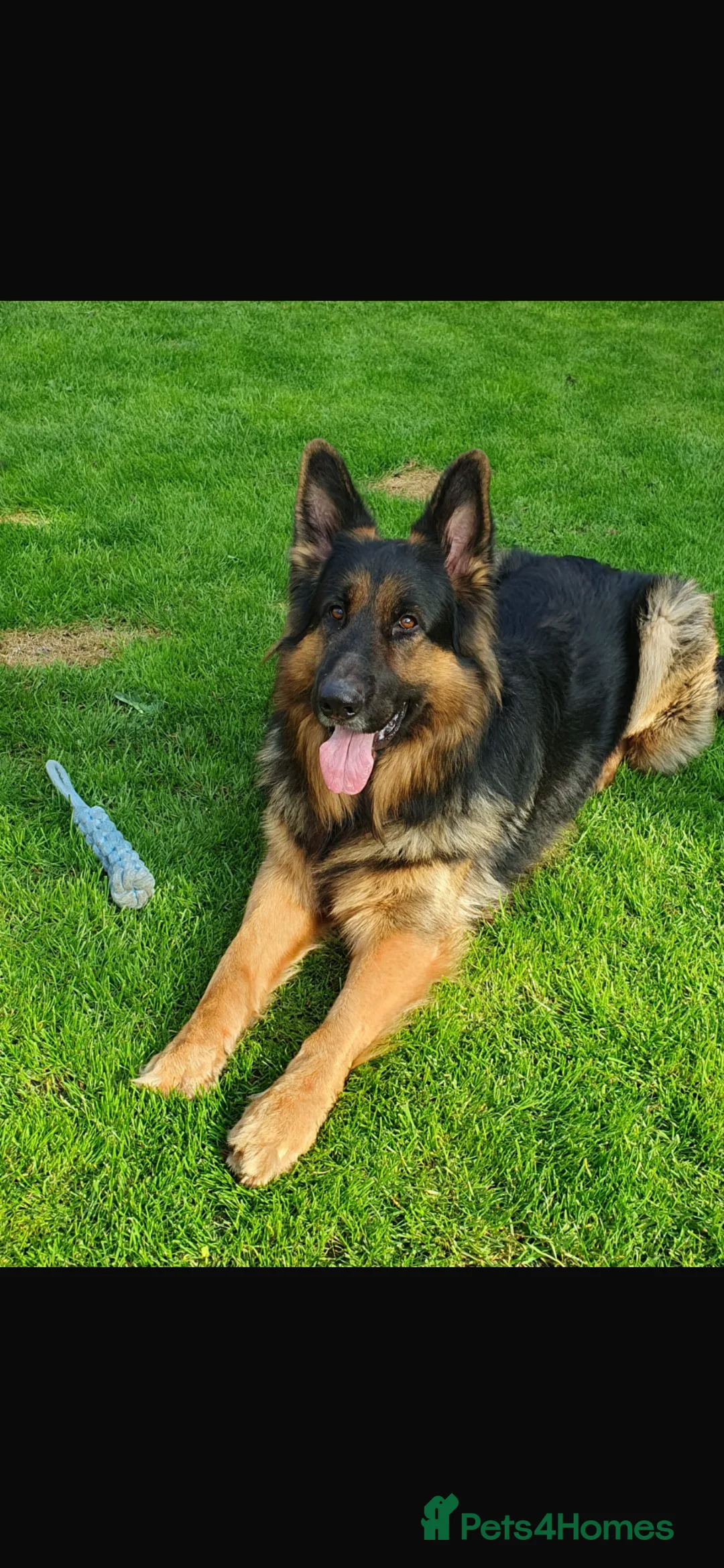 German Shepherd dogs for sale: Kc registered German shepherd puppies  - Advert 2