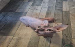 Sphynx cats for sale: Sphynx kittens - Image 16