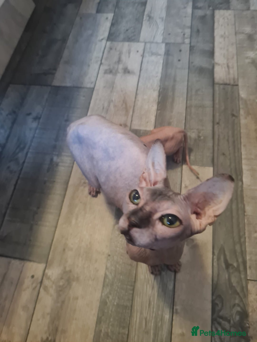 Sphynx cats for sale: Sphynx kittens - Image 16