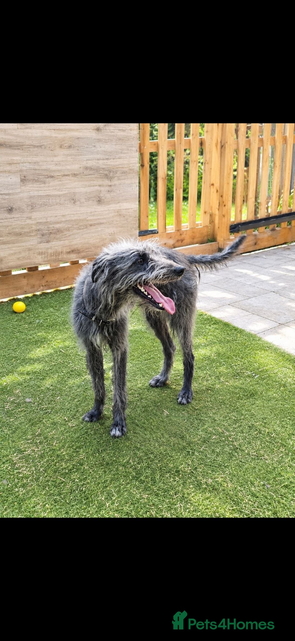 Lurcher dogs Lurcher Puppies  - Advert 18