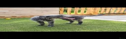Lurcher dogs for sale: Lurcher Puppies  - Advert 1