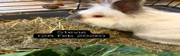 Lionhead rabbits for sale: Female red eyed, white Lionhead 10 months old - Advert 4