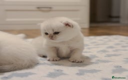 British Shorthair cats for sale: Pedigree British Shorthair kittens - Image 16