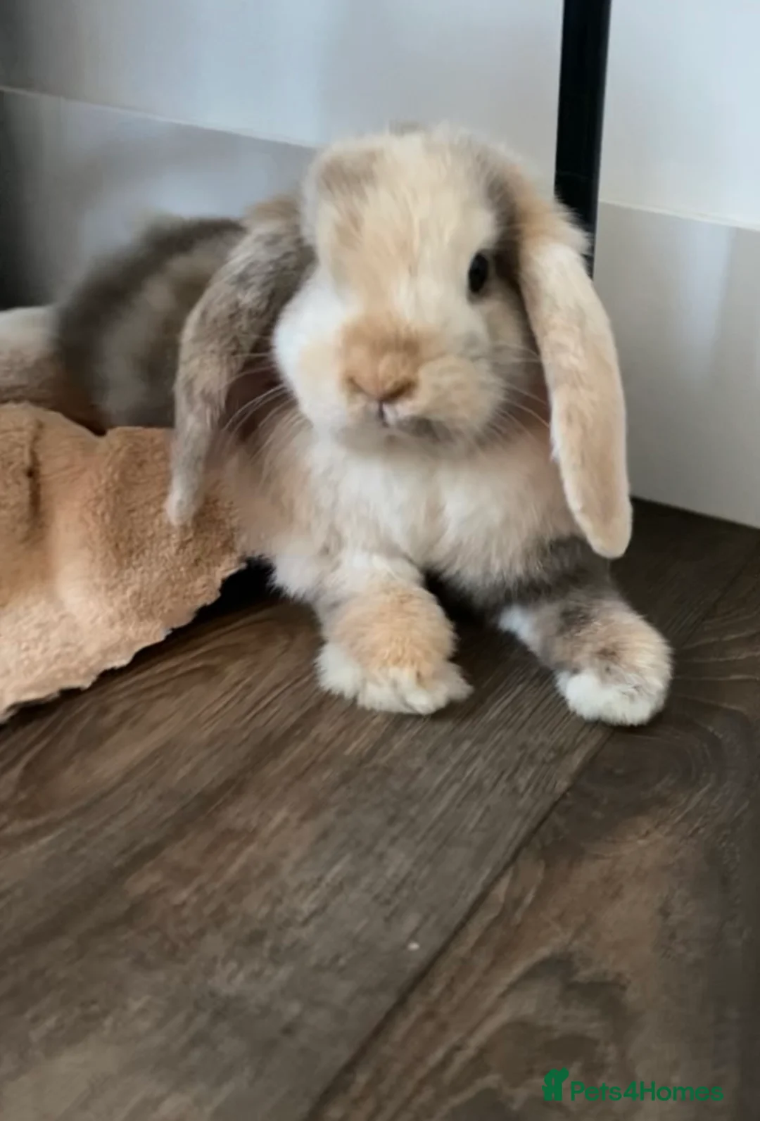 Mini Lop rabbits for sale: Adorable baby mini lop - Advert 2