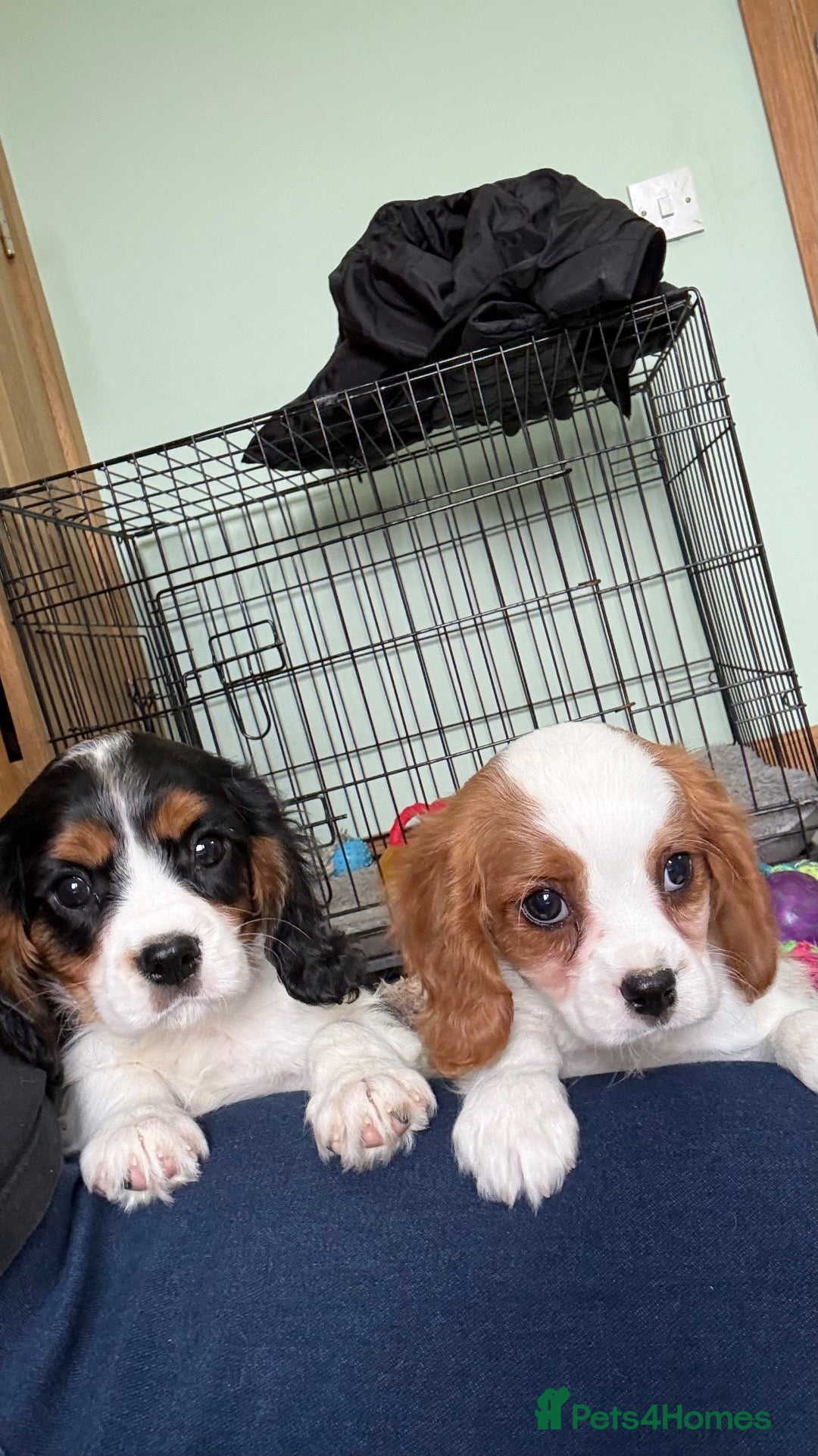 Cavalier King Charles Spaniel dogs for sale: K C reg cavalier King Charles - Advert 12