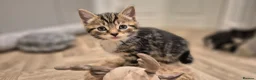Mixed Breed cats for sale: 6 lovely kittens - Advert 6