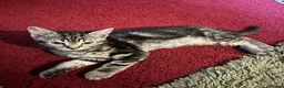 Mixed Breed cats for sale: 6 Pure Tabby Kittens  - Advert 8