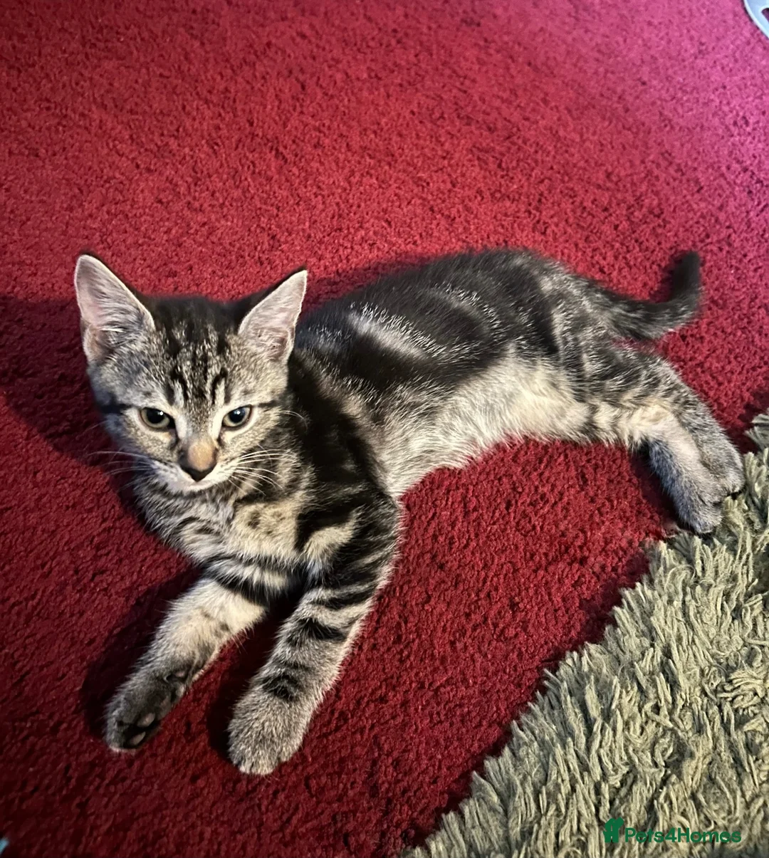 Mixed Breed cats for sale: 6 Pure Tabby Kittens  - Advert 8