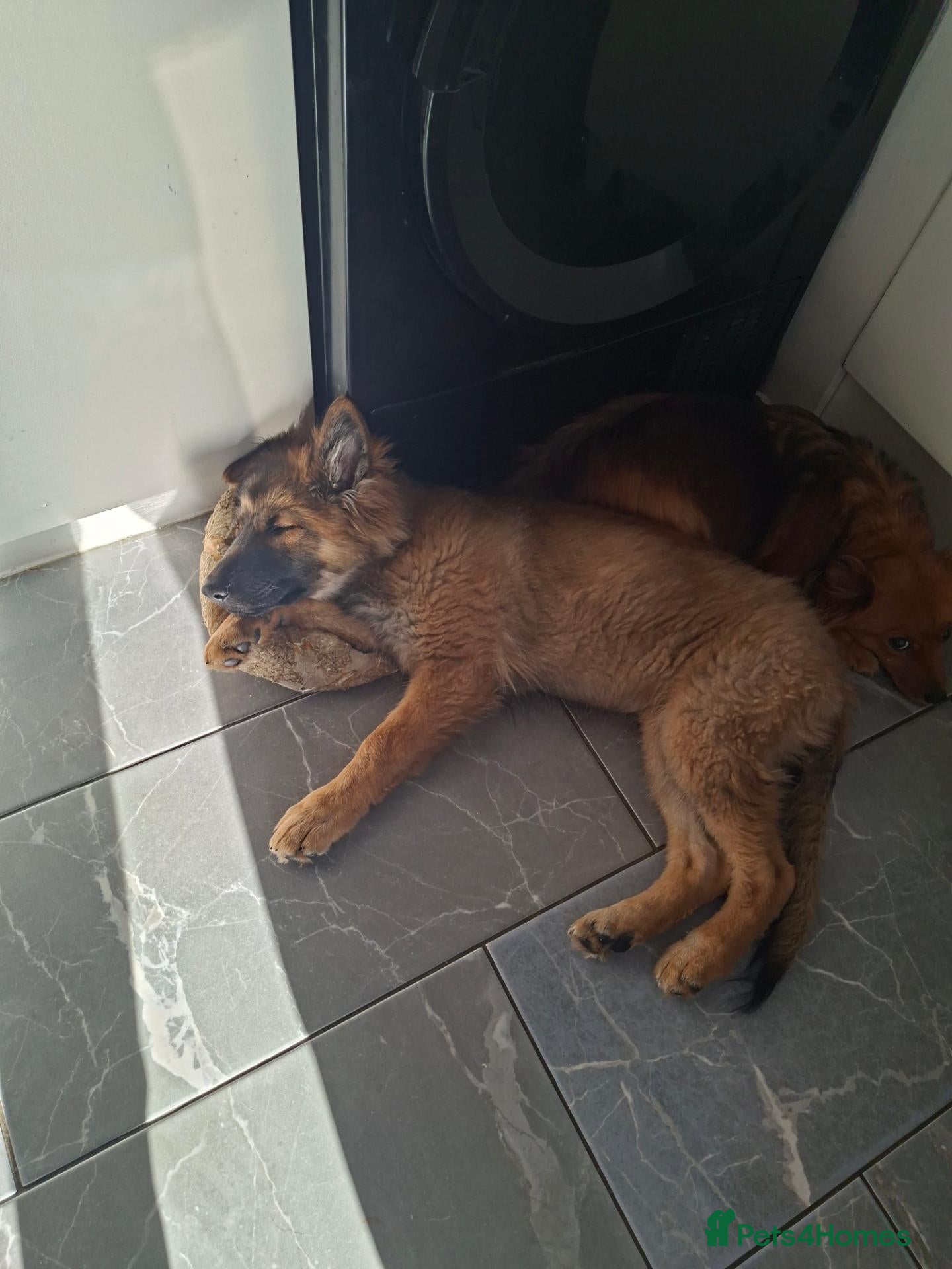 German Shepherd dogs for sale: German shepard puppy  - Advert 6