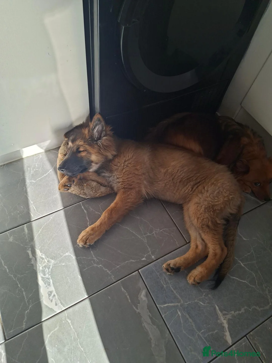 German Shepherd dogs for sale: German shepard puppy  in Northampton - Advert 1