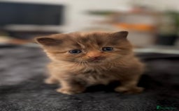 British Longhair cats for sale: British longhair cat for sale - Image 3
