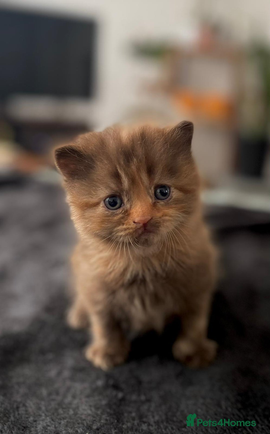 British Longhair cats for sale: British longhair cat for sale - Image 3